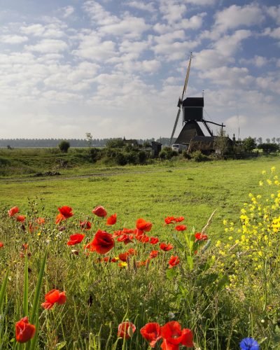 field-flowers-near-the-wingerdse-mill-PFWQNUT